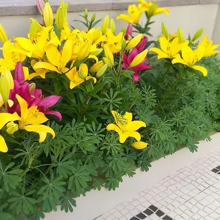 Вилла The Azores House *