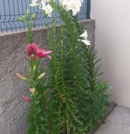 The Azores House Вилла *