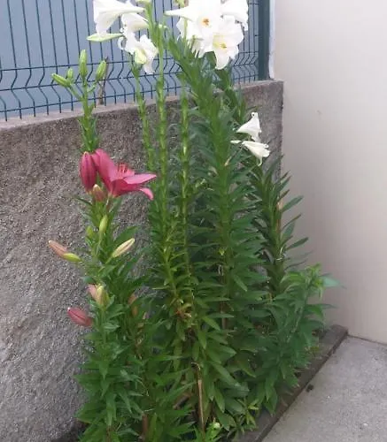 The Azores House Villa *